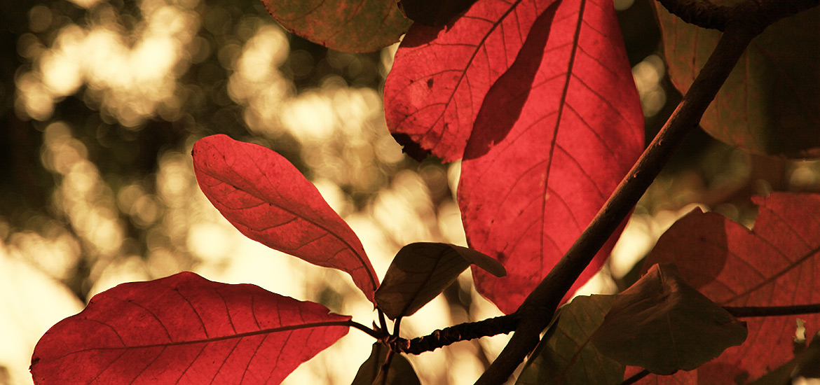 稳定供给的云呼短信测压网页版